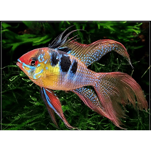 Ramirezi German Blue Long Fin