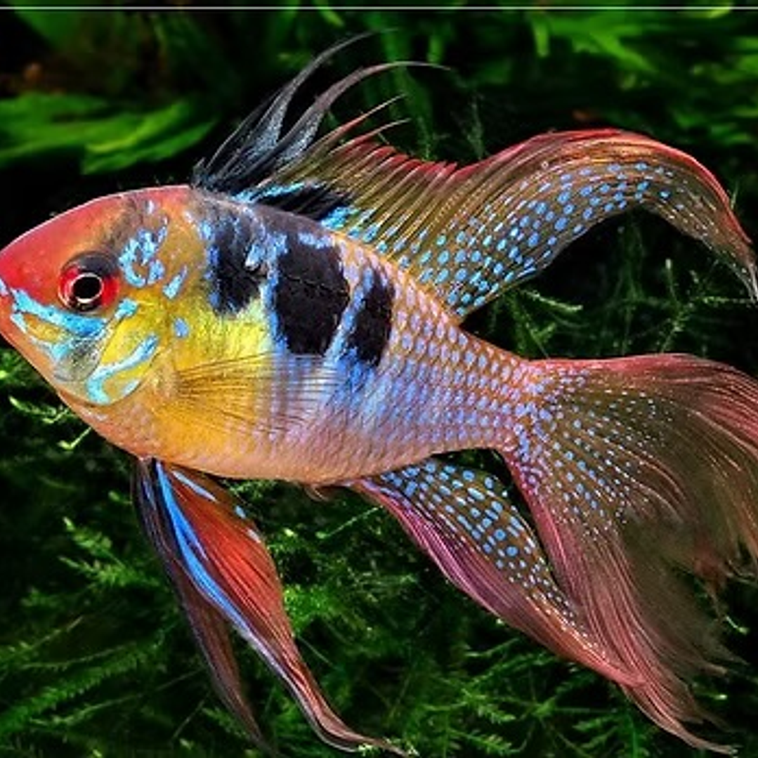 Ramirezi German Blue Long Fin 1