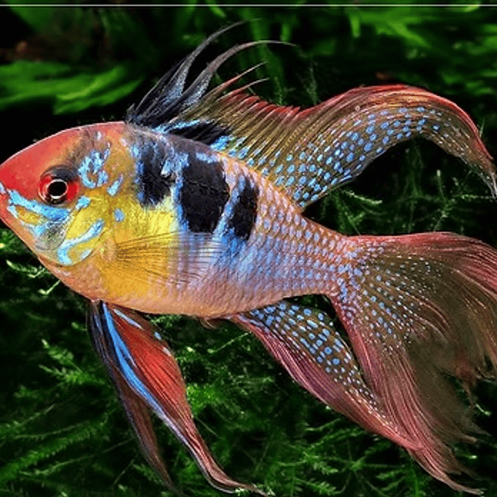 Ramirezi German Blue Long Fin 1