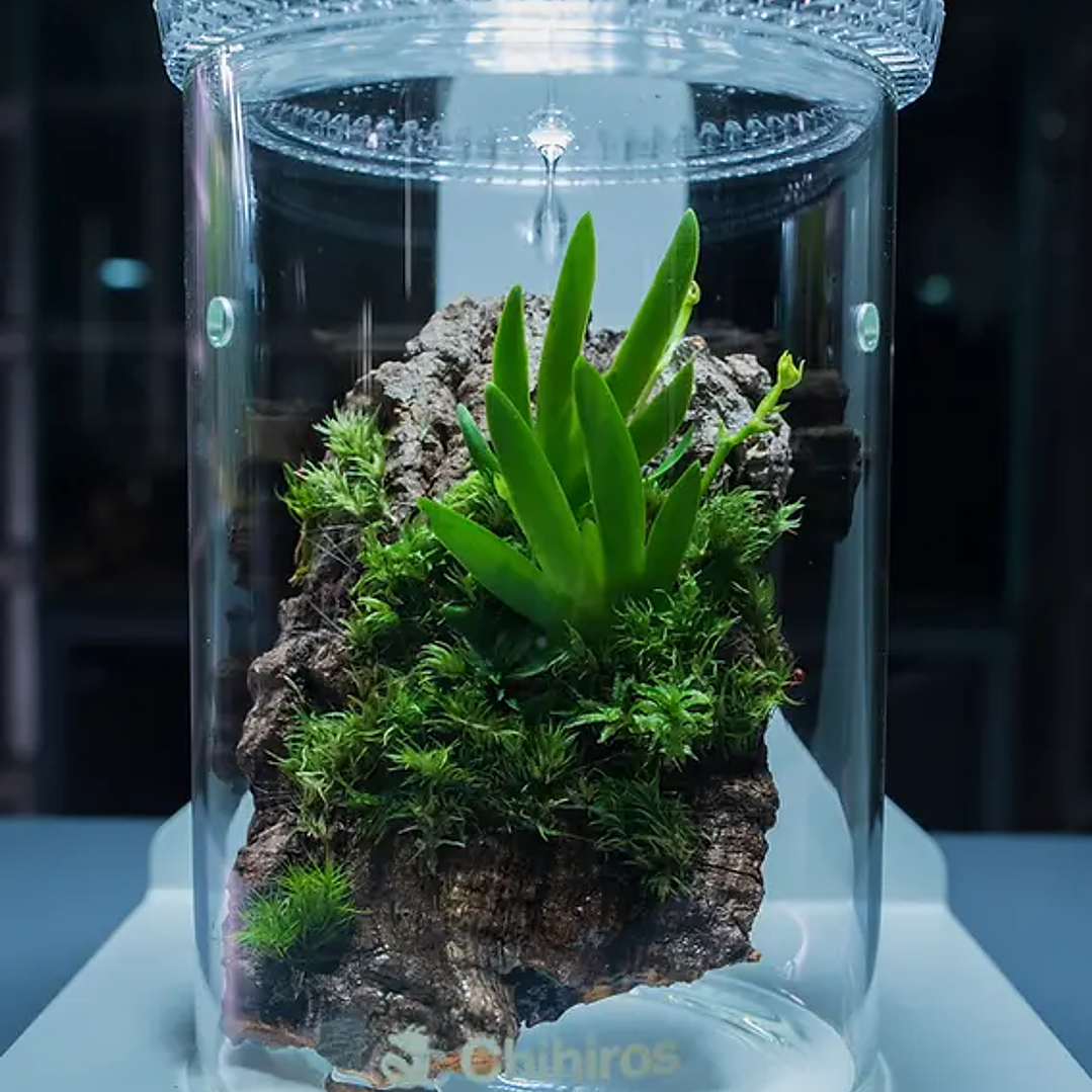 Chihiros Glass Pot Dew 5