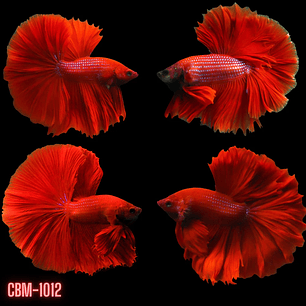Betta Macho Halfmoon Super Red (CBM-1012)