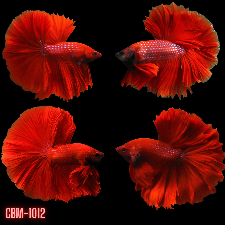 Betta Macho Halfmoon Super Red (CBM-1012) 1