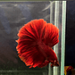 Betta Macho Halfmoon Super Red (CBM-1012) - Thumbnail 2