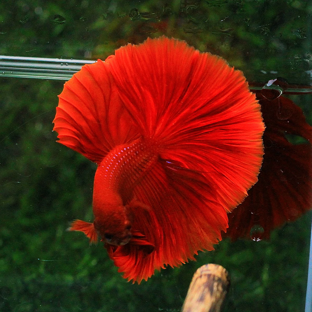 Betta Macho Halfmoon Super Red (CBM-1012) 3