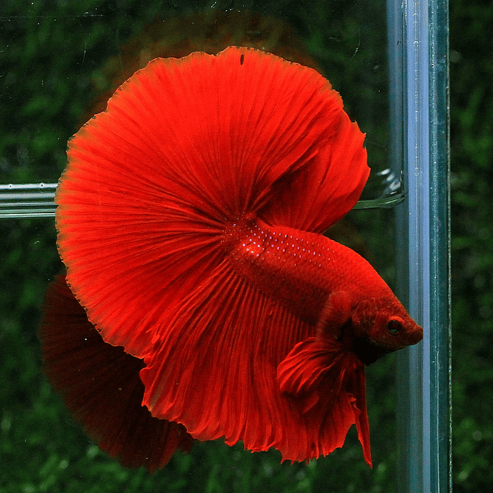 Betta Macho Halfmoon Super Red (CBM-1012) 4