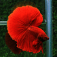 Betta Macho Halfmoon Super Red (CBM-1012) - Thumbnail 4