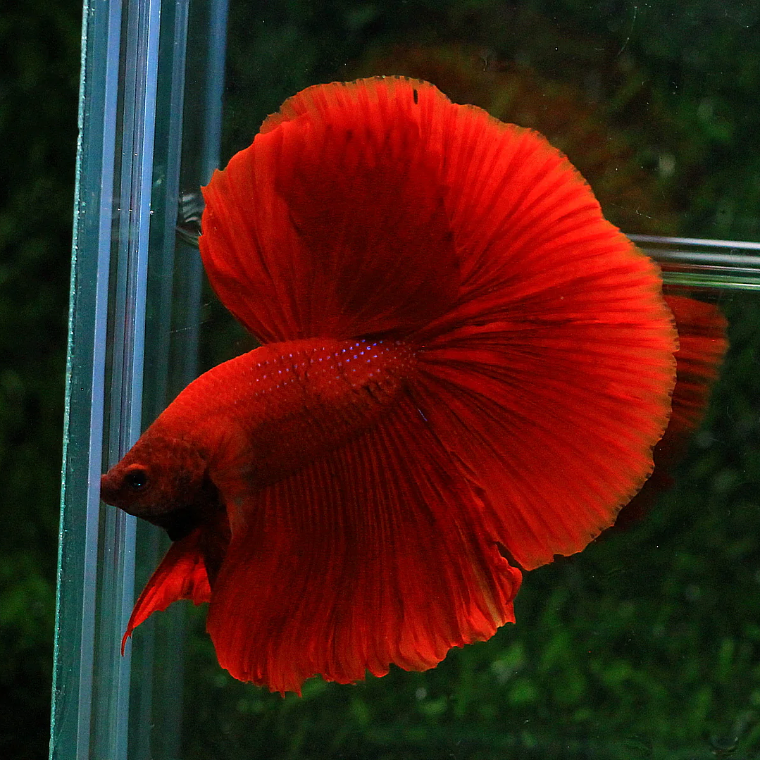 Betta Macho Halfmoon Super Red (CBM-1012) 5