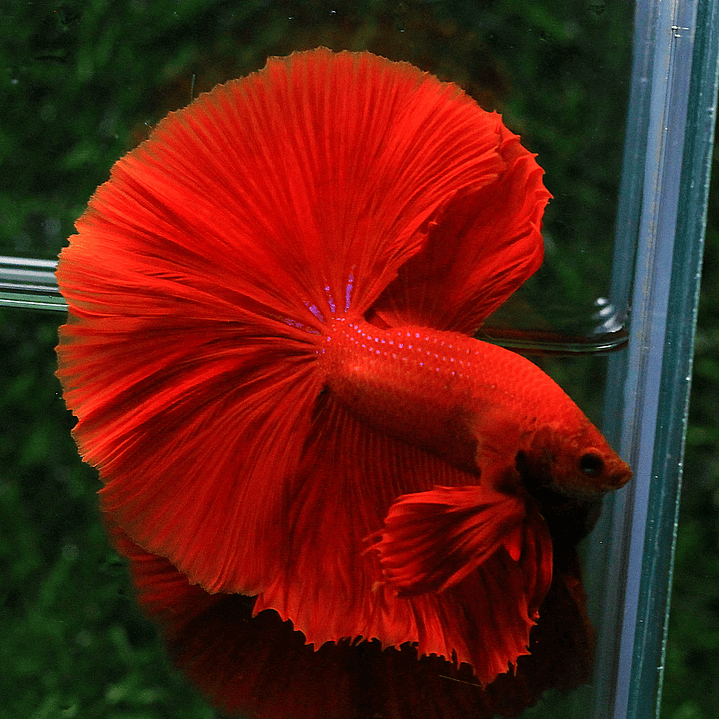 Betta Macho Halfmoon Super Red (CBM-1012) 6