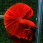 Betta Macho Halfmoon Super Red (CBM-1012) - Thumbnail 6