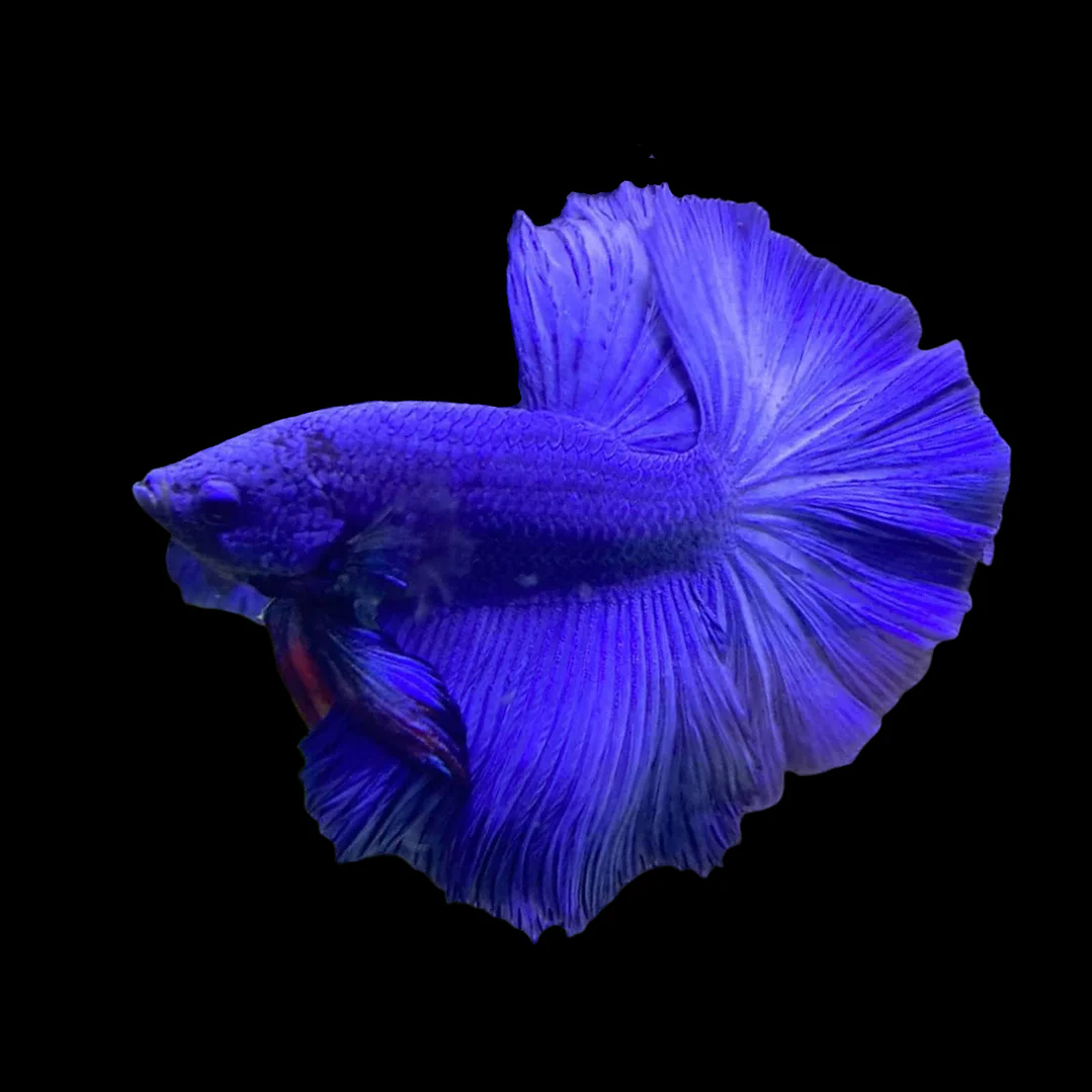 Betta Macho Halfmoon Blue (CBM-1013) 1