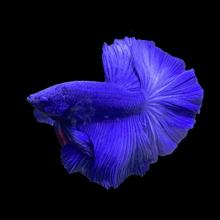 Betta Macho Halfmoon Blue (CBM-1013) 1