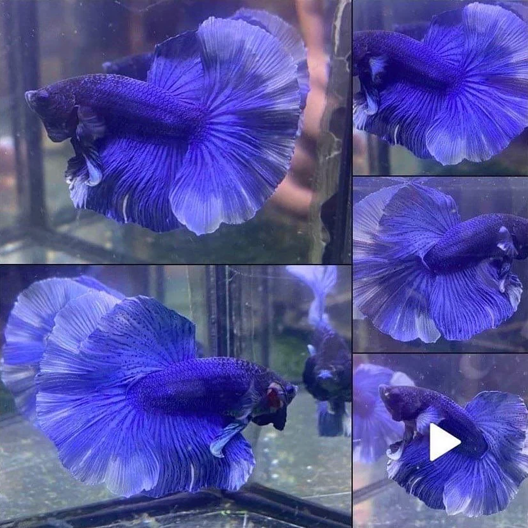 Betta Macho Halfmoon Blue (CBM-1013) 2