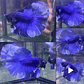 Betta Macho Halfmoon Blue (CBM-1013) - Thumbnail 2
