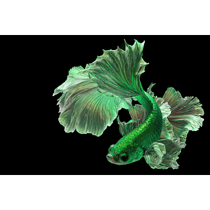 Betta Macho Halfmoon Green (CBM-1014)