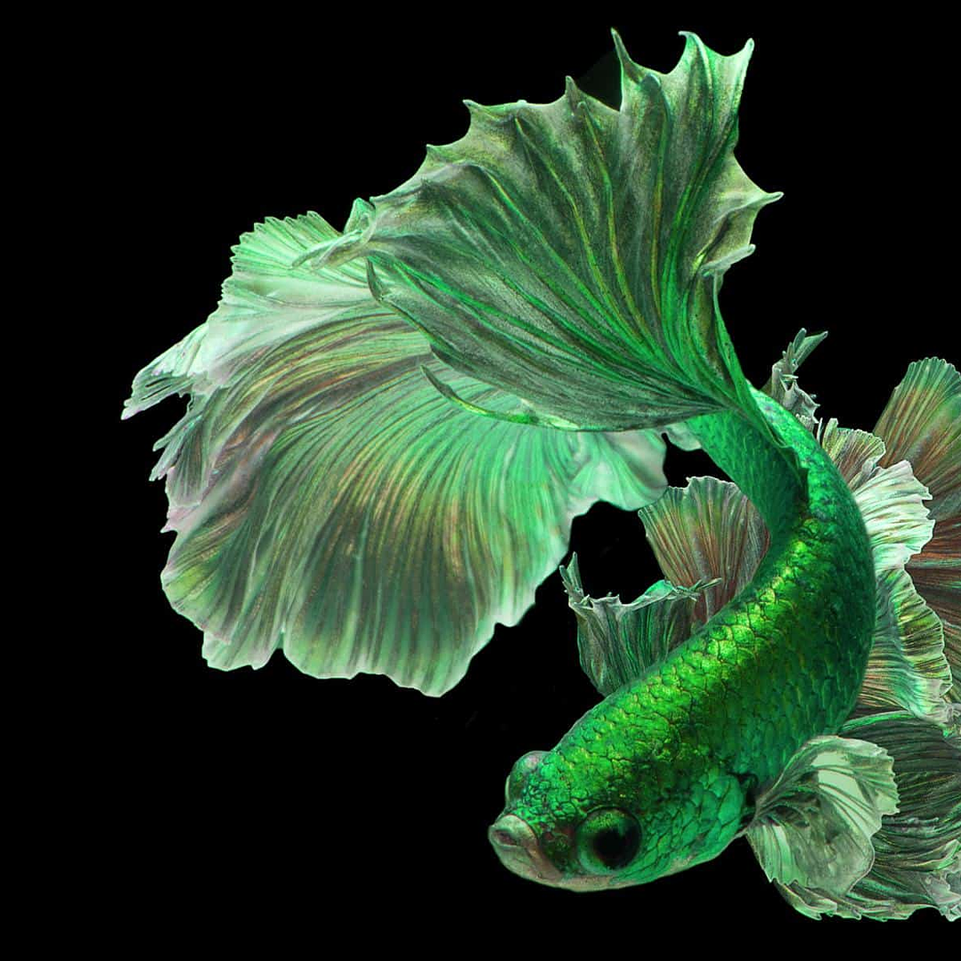 Betta Macho Halfmoon Green (CBM-1014) 1