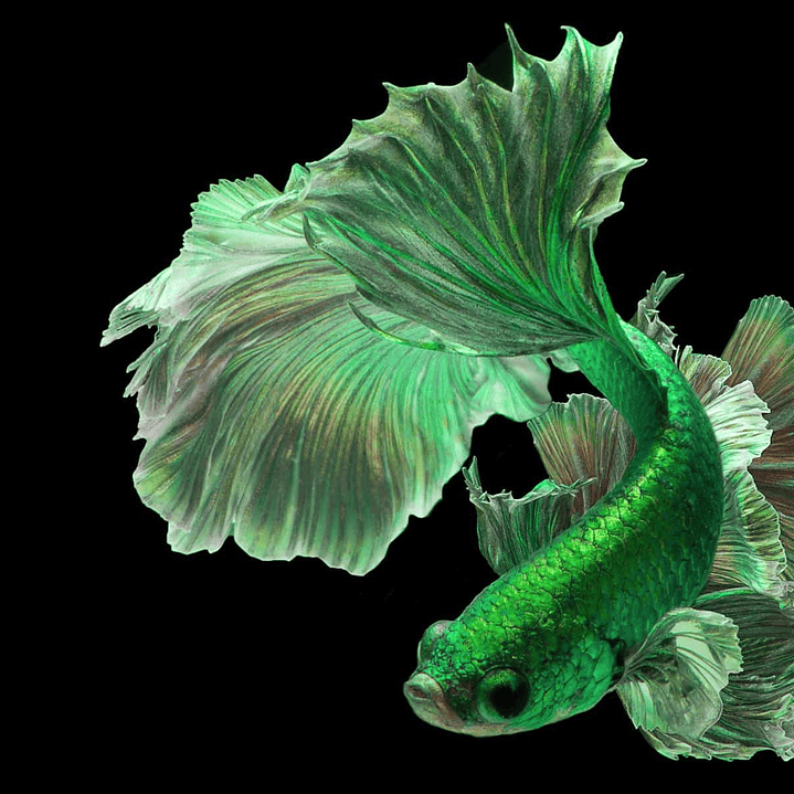 Betta Macho Halfmoon Green (CBM-1014) 1