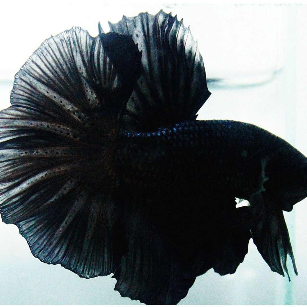 Betta Macho Halfmoon Black Orchid (CBM-1015) 1