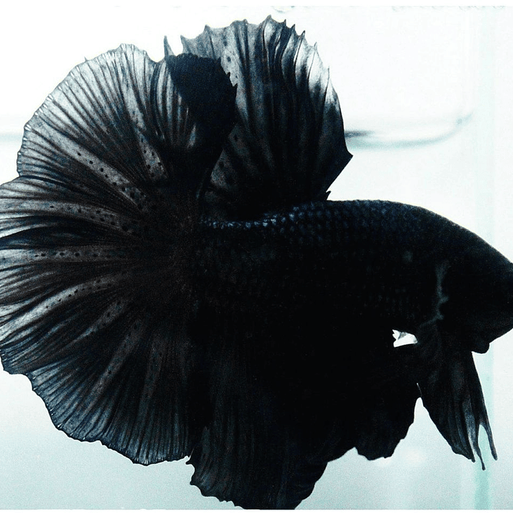 Betta Macho Halfmoon Black Orchid (CBM-1015) 1