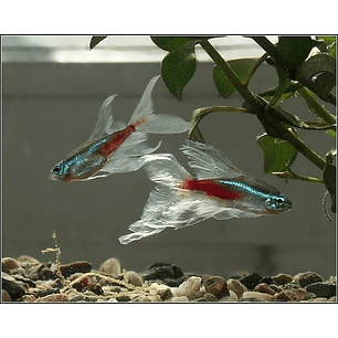 Tetra Neon Innesi Véu 