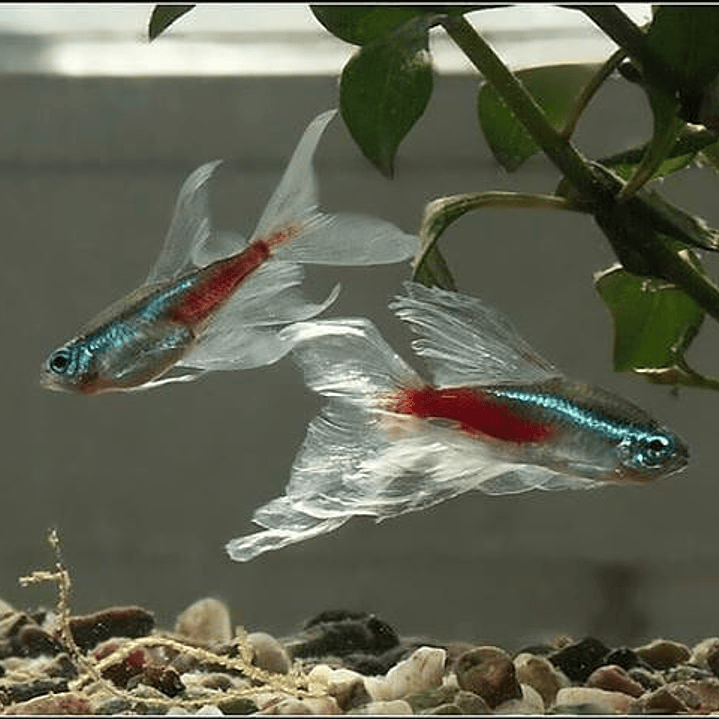 Tetra Neon Innesi Véu  1