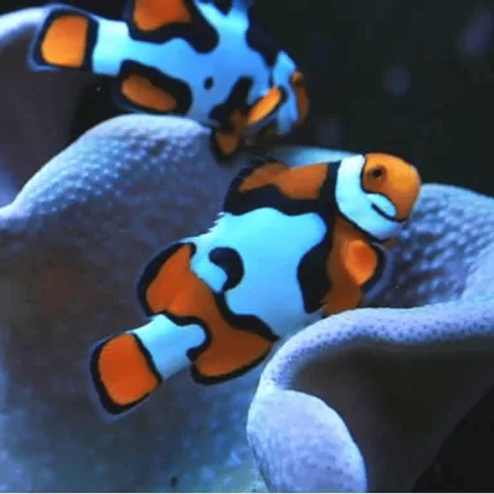 Amphiprion Percula Picasso 2