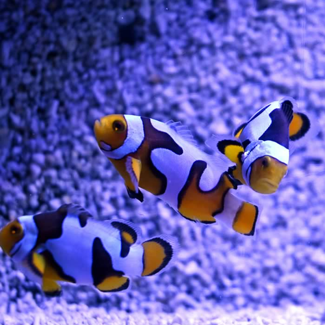 Amphiprion Percula Picasso 3