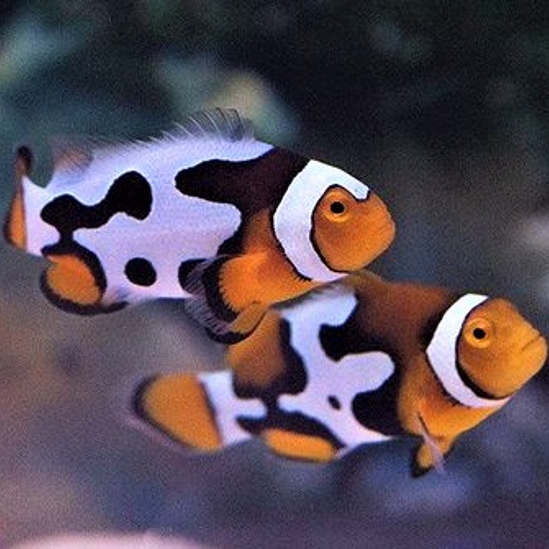 Amphiprion Percula Picasso 4