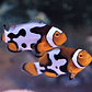 Amphiprion Percula Picasso - Thumbnail 4