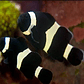 Amphiprion Ocellaris Black - Thumbnail 3