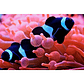Amphiprion Ocellaris Black - Thumbnail 1
