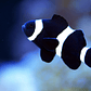 Amphiprion Ocellaris Black - Thumbnail 4