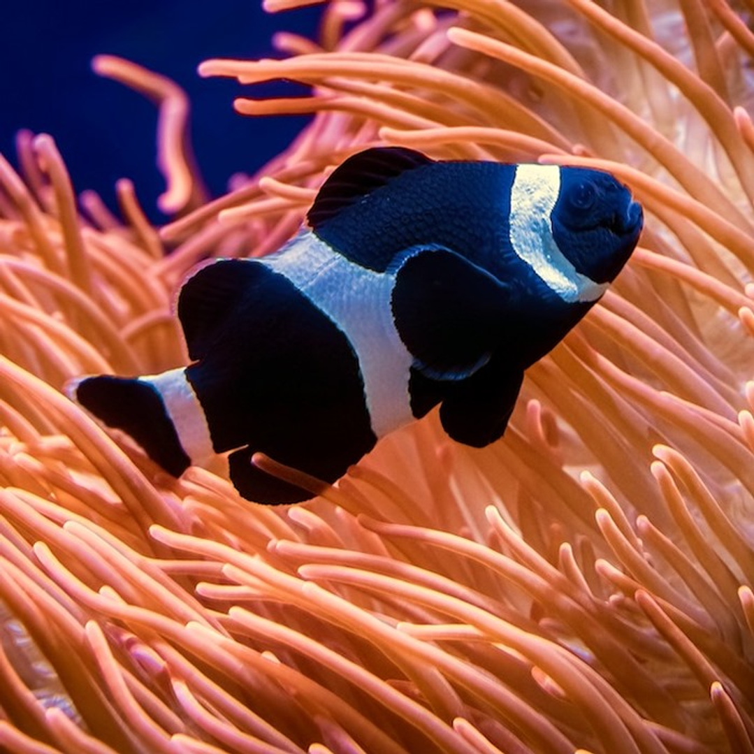Amphiprion Ocellaris Black 2