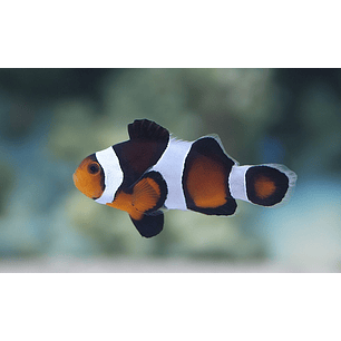 Amphiprion Ocellaris - Black and Orange