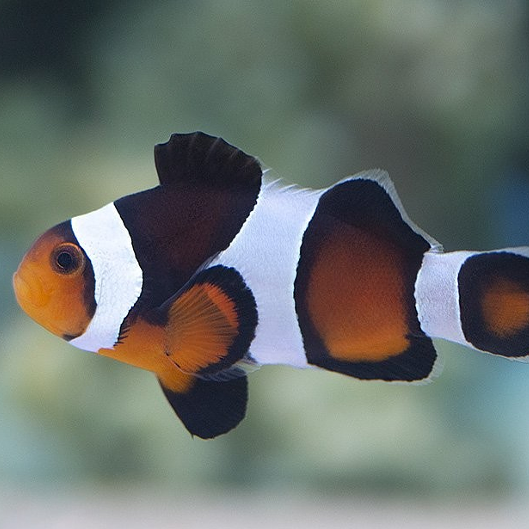 Amphiprion Ocellaris - Black and Orange 1
