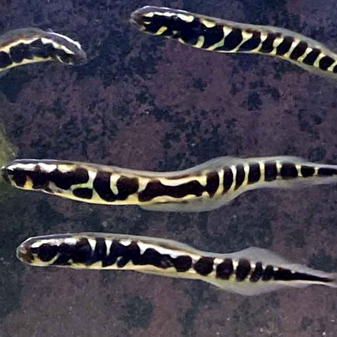  Pholidichthys Leucotaenia 2