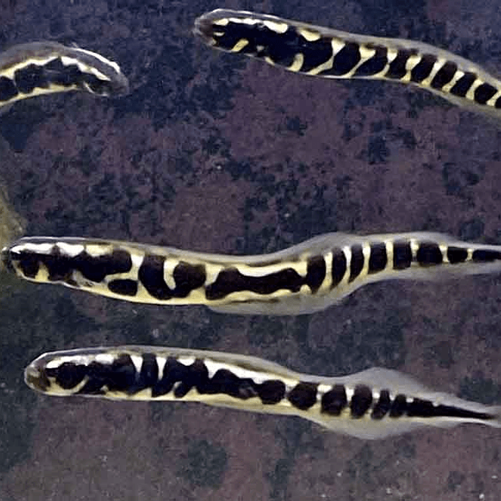  Pholidichthys Leucotaenia 2