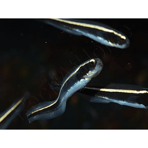  Pholidichthys Leucotaenia