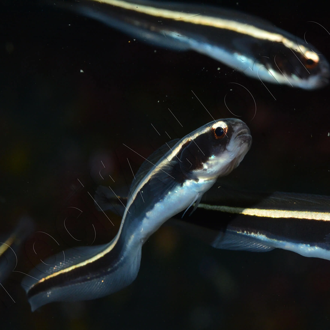  Pholidichthys Leucotaenia 1