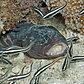  Pholidichthys Leucotaenia - Thumbnail 3