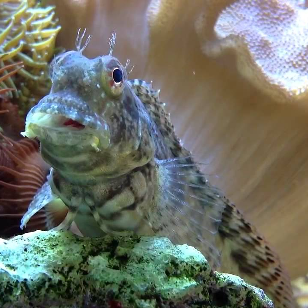 Salarias Fasciatus 2