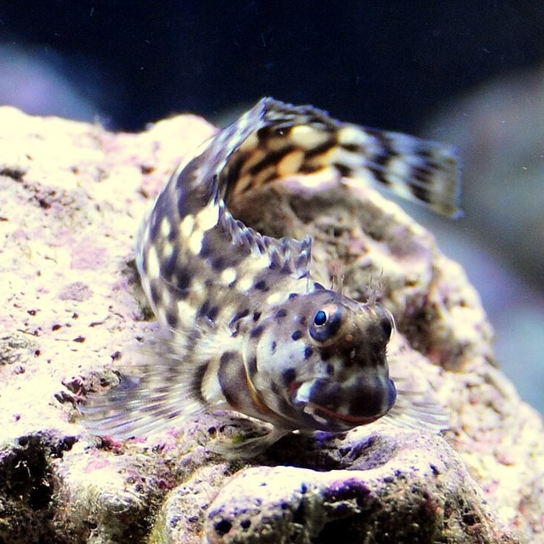 Salarias Fasciatus 3