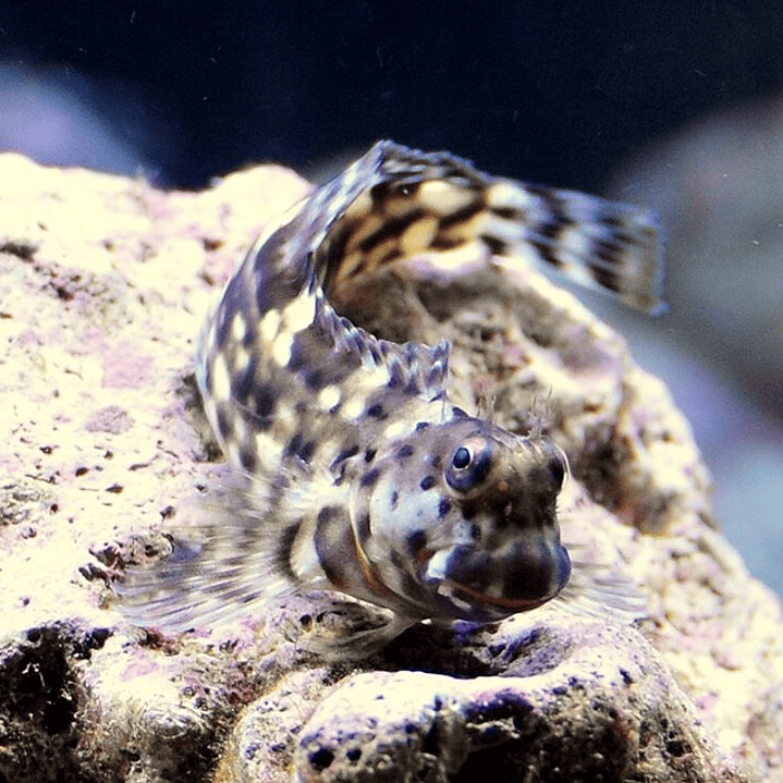 Salarias Fasciatus 3