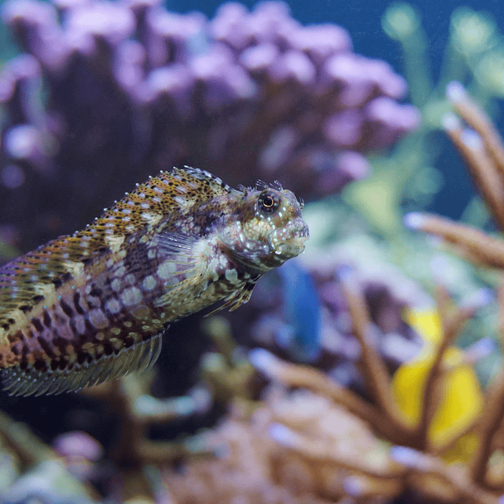 Salarias Fasciatus 1