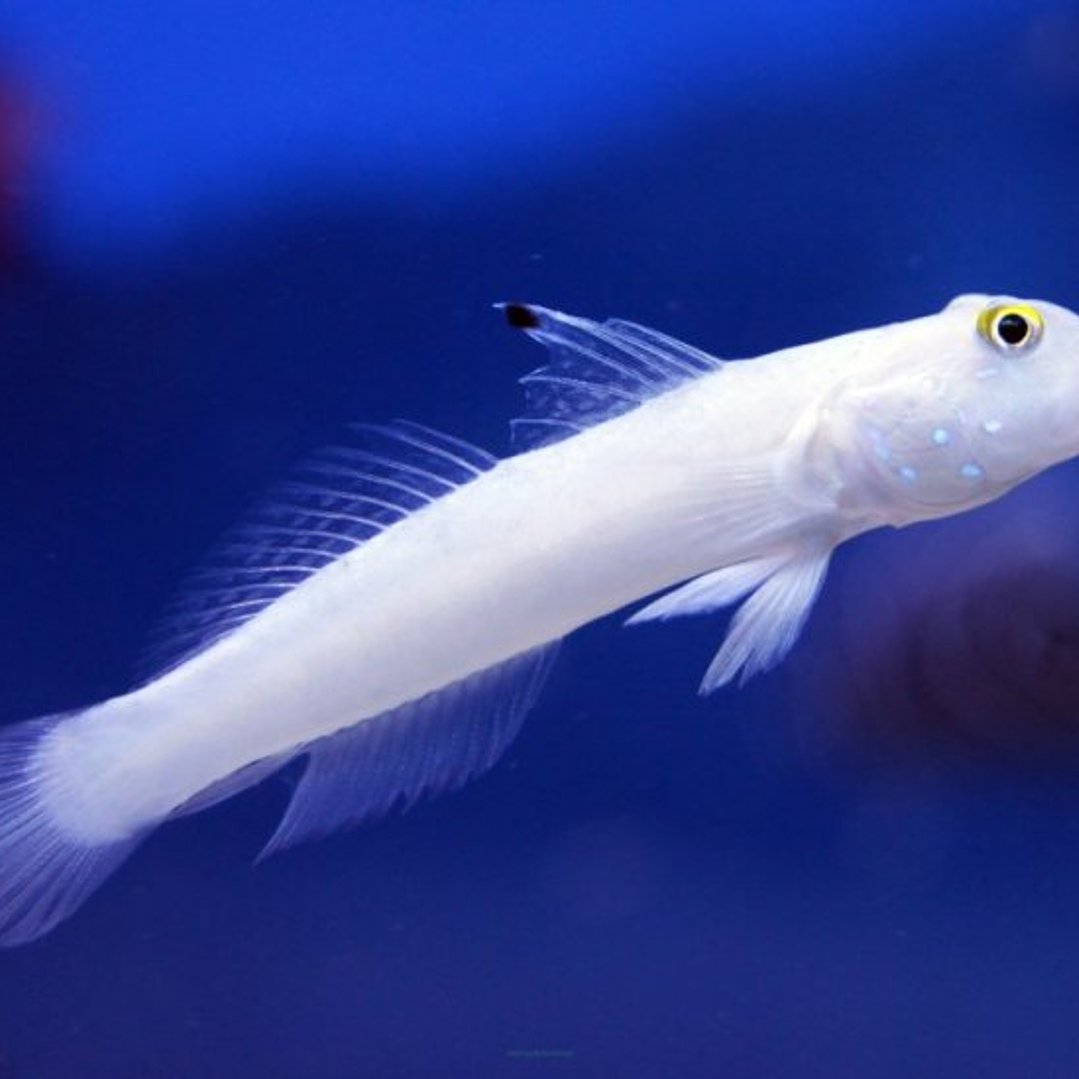 Valenciennea Sexguttata 2