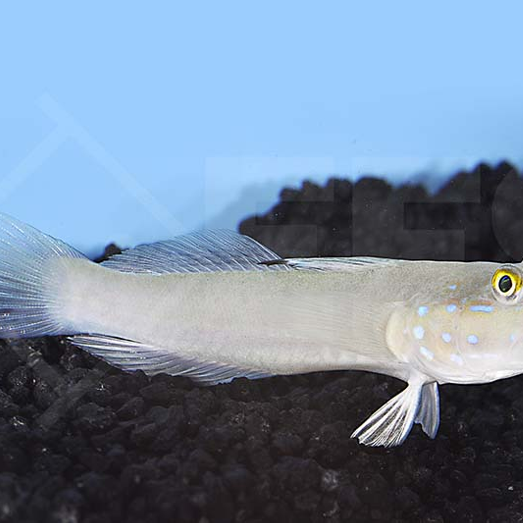 Valenciennea Sexguttata 3