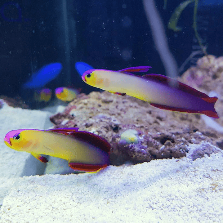 Nemateleotris Exquisita / Decora 2