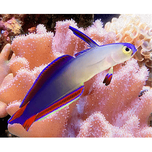 Nemateleotris Exquisita / Decora