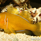 Gobiodon Citrinus - Thumbnail 2