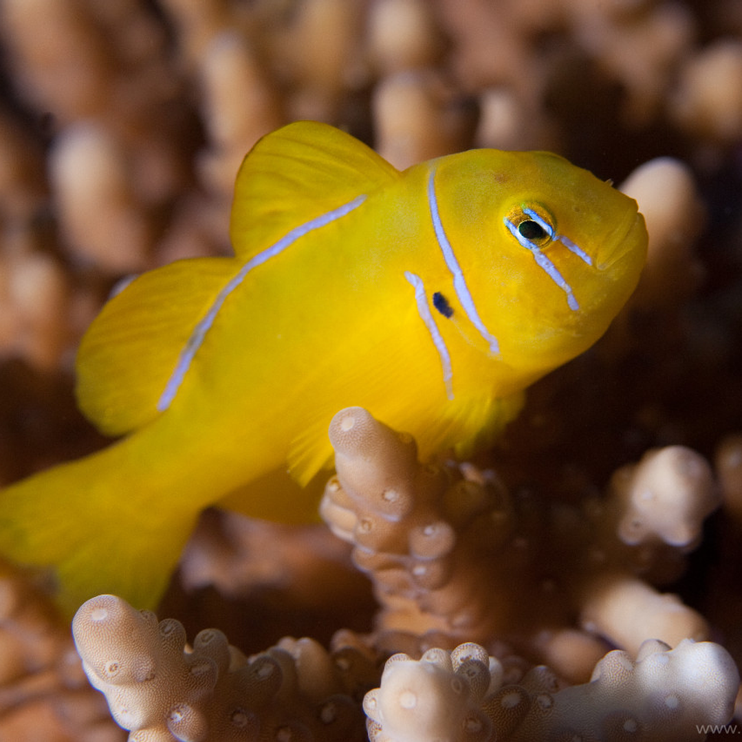 Gobiodon Citrinus 3