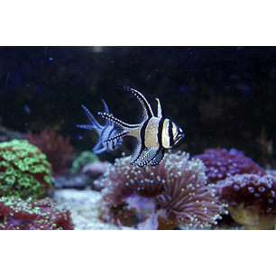 Pterapogon Kauderni - Aquacultura